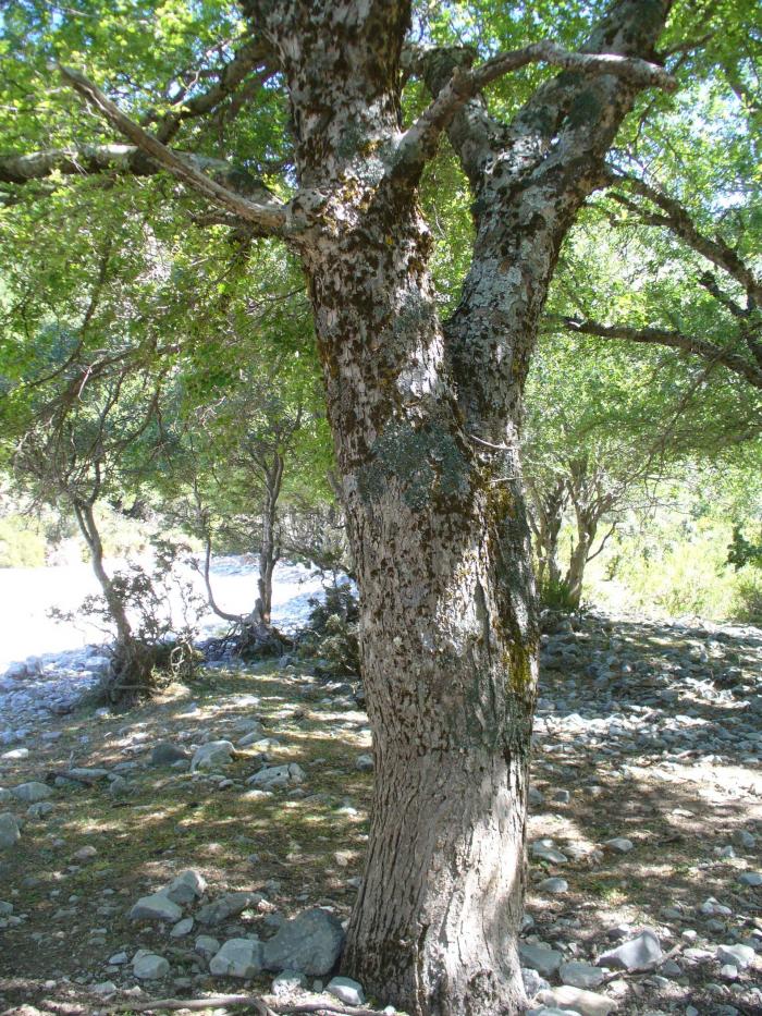 Mosses and lichens on a Zelkova abelicea tree Mosses and lichens on a Zelkova abelicea tree
