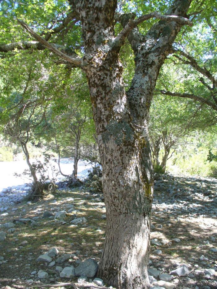 Mosses and lichens on a Zelkova abelicea tree