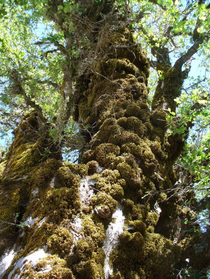 Zelkova abelicea trunk covered in moss