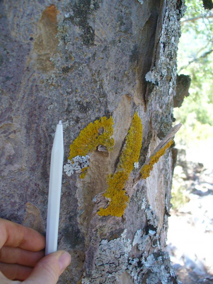 Lichen species on an exfoliating bark piece of Zelkova abelicea Lichen species on an exfoliating bark piece of Zelkova abelicea