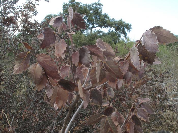 Drought is one of the main threats (population discovered in 1991)