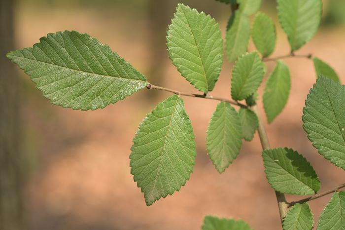 Ulmus gausenii, China (Photo: Wei Du, Wuhan University).