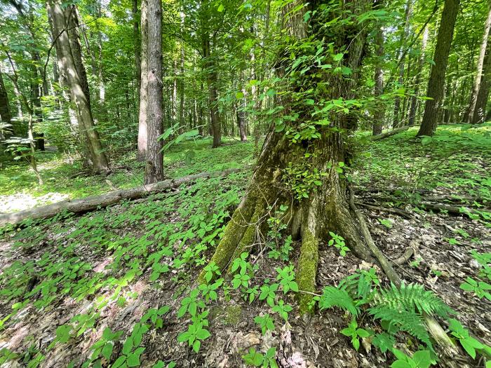 Ulmus laevis, Poland (Photo: Gregor Kozlowski).