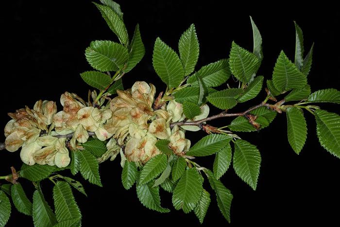 Ulmus minor, Switzerland (Photo: Evelyne Kozlowski).