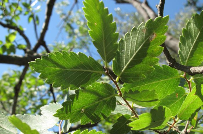 Zelkova sicula. Sicily (Photo: Gregor Kozlowski).