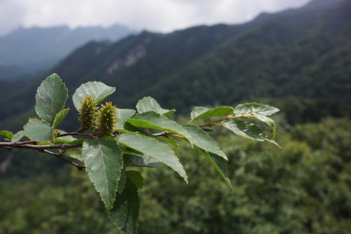 Betula chinensis