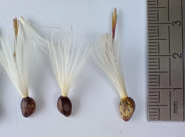 Seeds of Ptilostemon greuteri Seeds of Ptilostemon greuteri