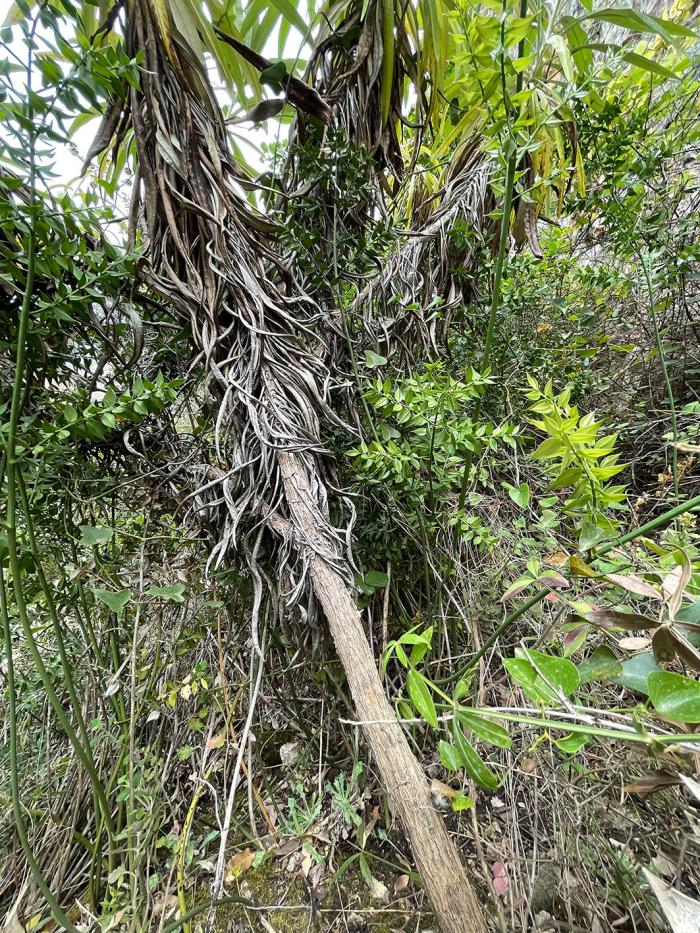 Woody stem of Ptilostemon greuteri