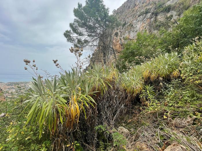 General view of one of the sites with Ptilostemon greuteri