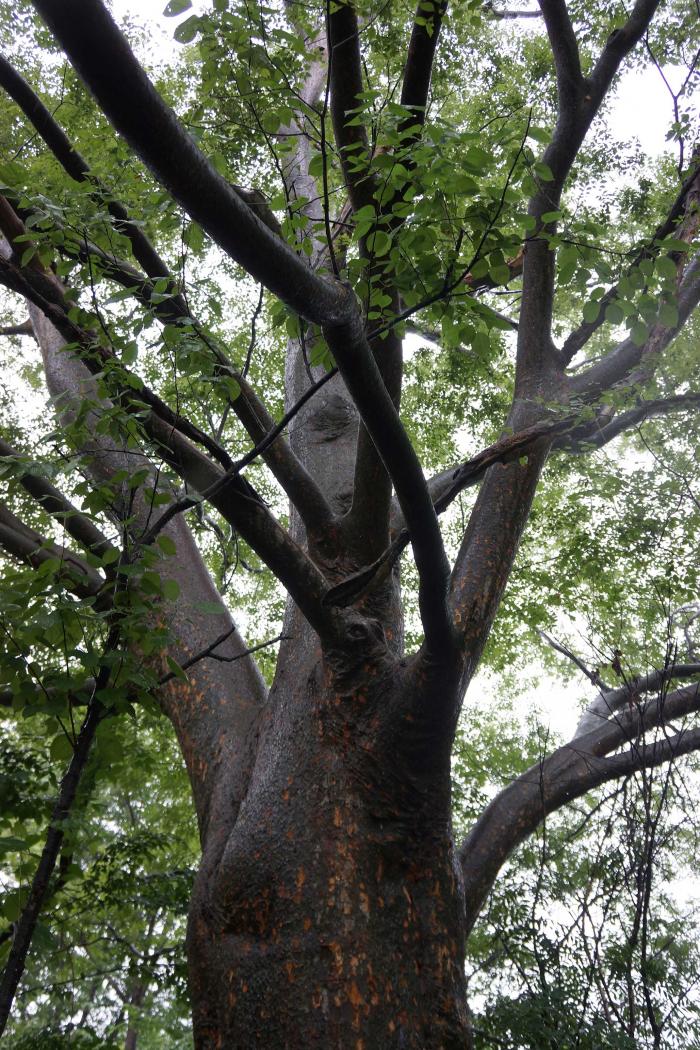 Zelkova sinica Zelkova sinica